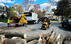 Best Root Management and Removal  in Center Line, MI