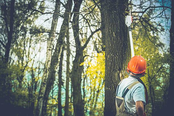 How Our Tree Care Process Works  in  Center Line, MI